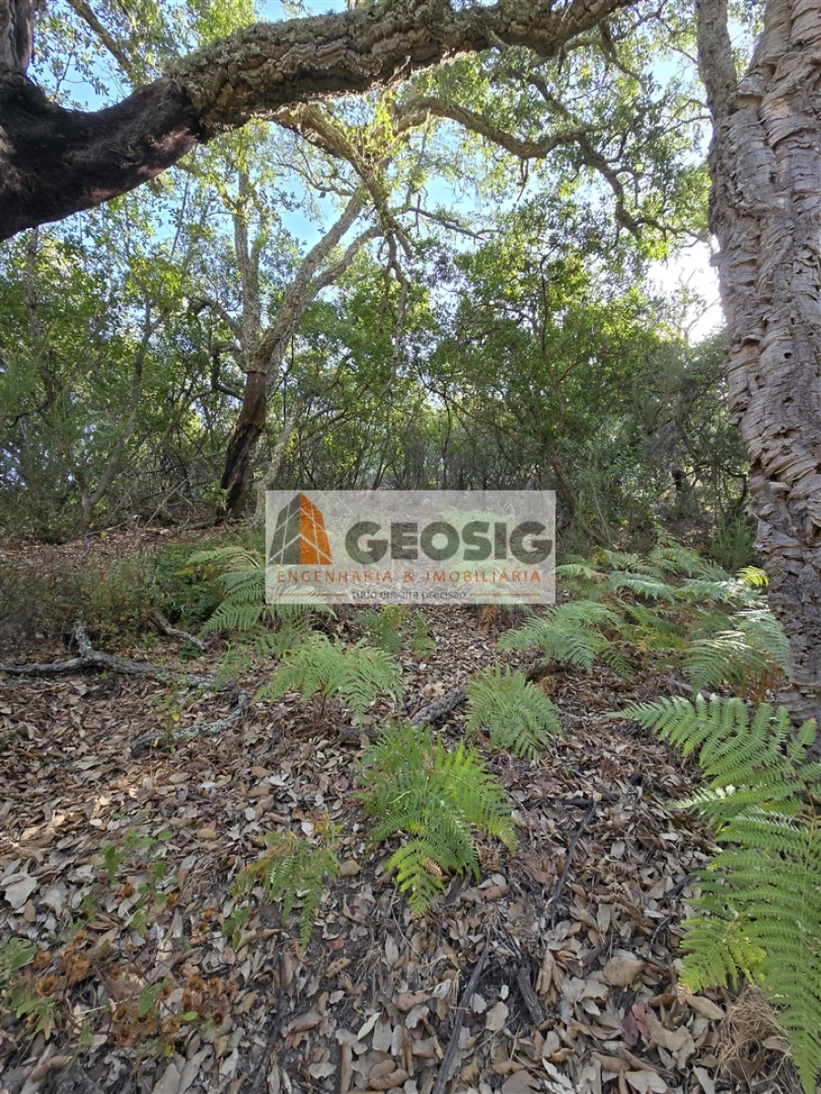 Quinta T2 para Venda em Reliquias Foto 31