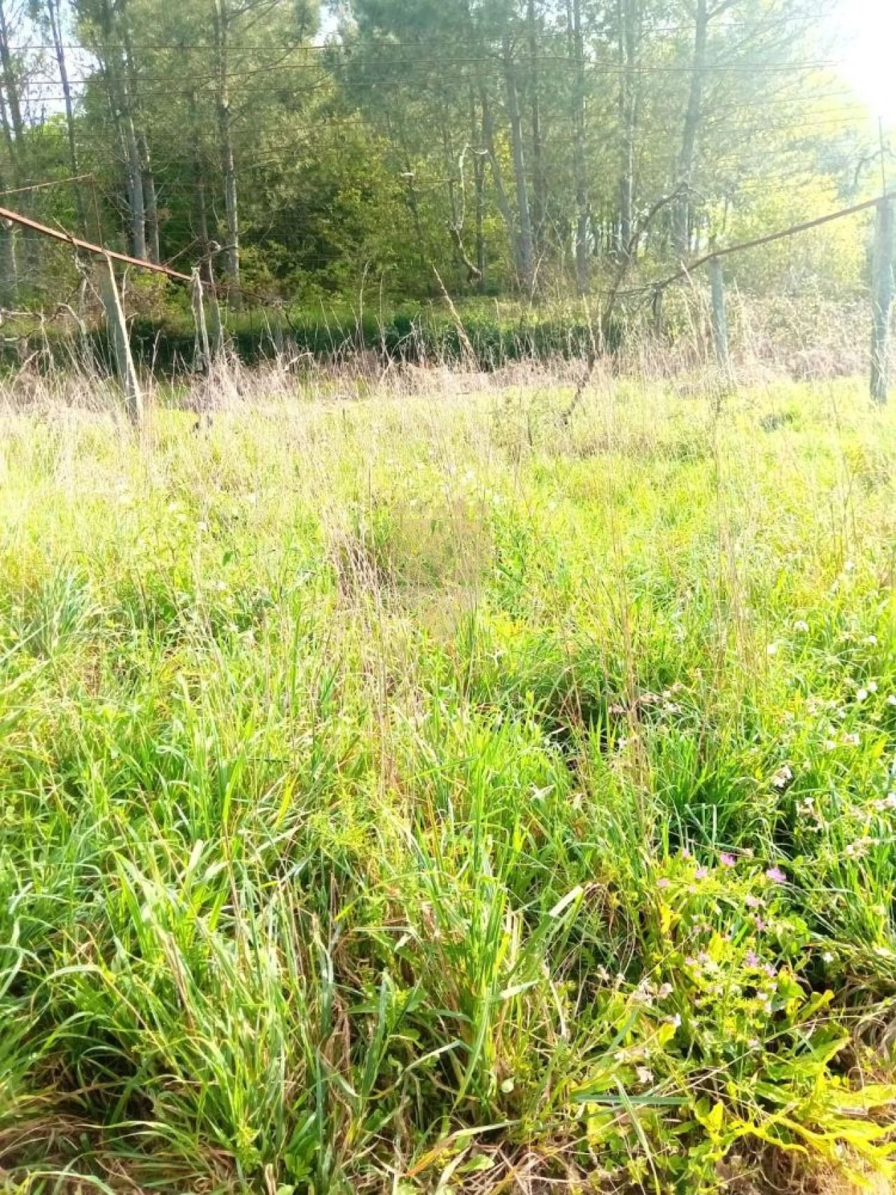 Terreno para Venda em Fonte Arcada Foto 6