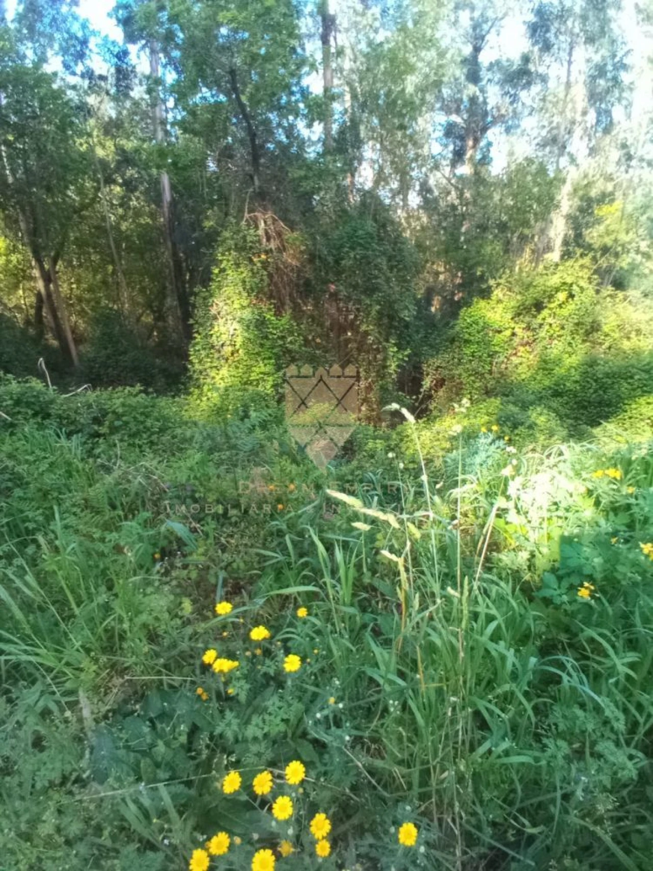 Terreno para Venda em Paço de Sousa Foto 5