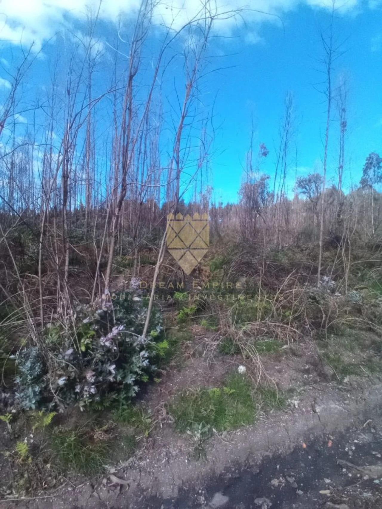 Terreno para Venda em Lagares e Figueira Foto 1