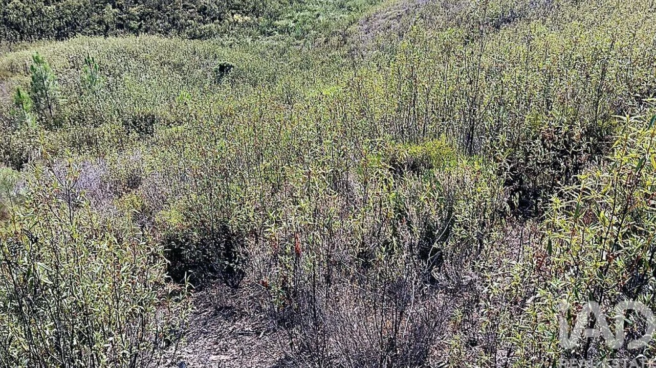 Terreno para Venda em Mação, Penhascoso e Aboboreira Foto 2