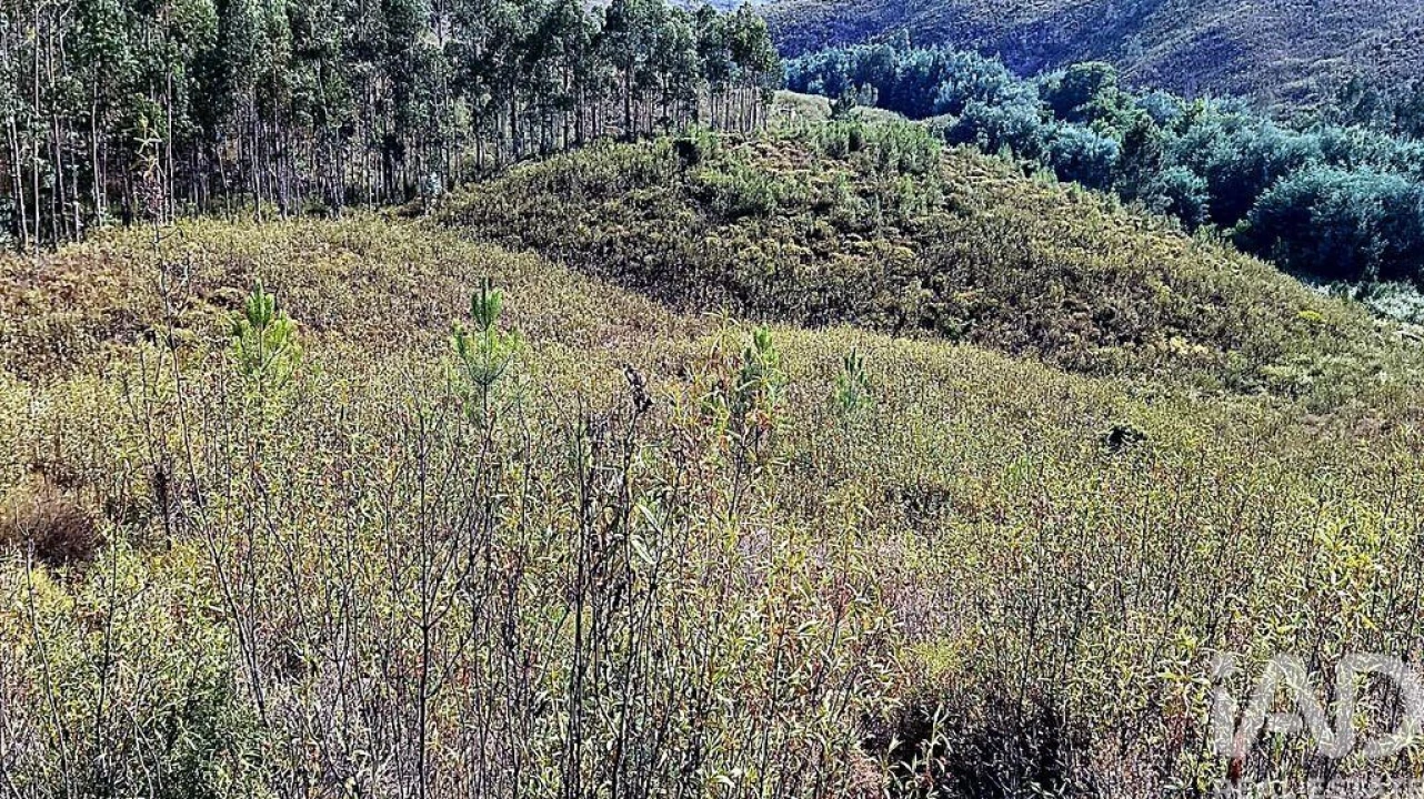 Terreno para Venda em Mação, Penhascoso e Aboboreira Foto 1