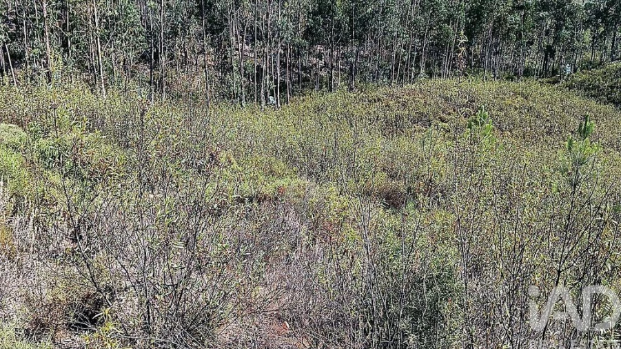 Terreno para Venda em Mação, Penhascoso e Aboboreira Foto 4