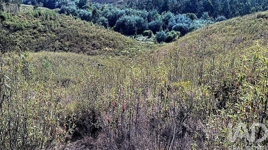 Terreno para Venda em Mação, Penhascoso e Aboboreira Foto 5