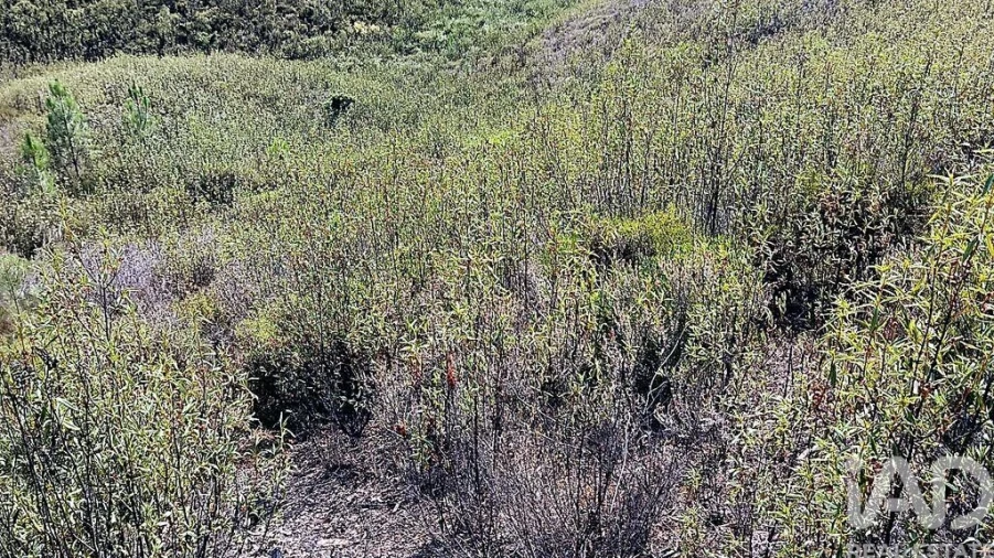 Terreno para Venda em Mação, Penhascoso e Aboboreira Foto 2