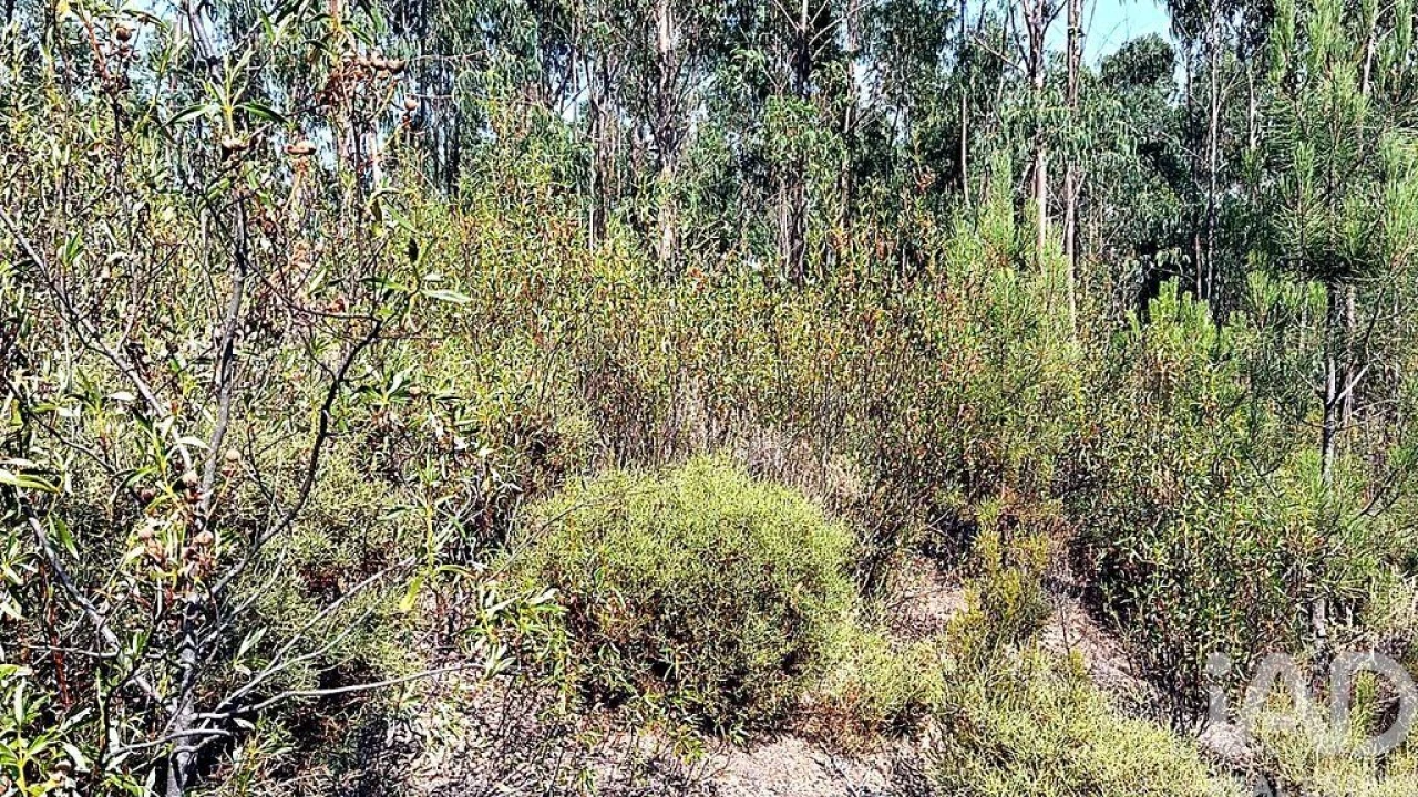 Terreno para Venda em Mação, Penhascoso e Aboboreira Foto 3