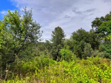 Terreno Agricola ou Rústico para Venda em Ninho do Açor e Sobral do Campo