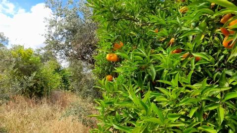 Terreno Agricola ou Rústico para Venda em Ninho do Açor e Sobral do Campo