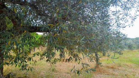 Terreno Agricola ou Rústico para Venda em Ninho do Açor e Sobral do Campo