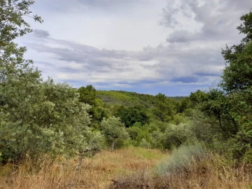 Terreno Agricola ou Rústico para Venda em Ninho do Açor e Sobral do Campo