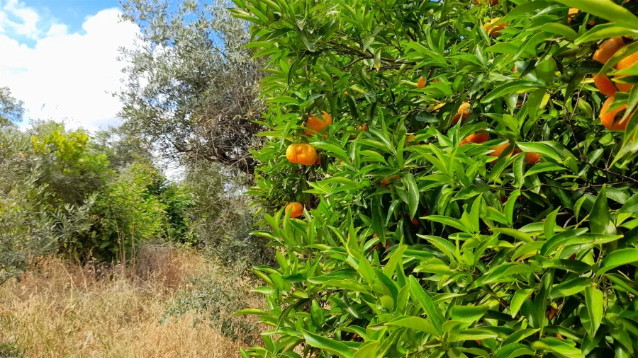 Terreno Agricola ou Rústico para Venda em Ninho do Açor e Sobral do Campo Foto 3