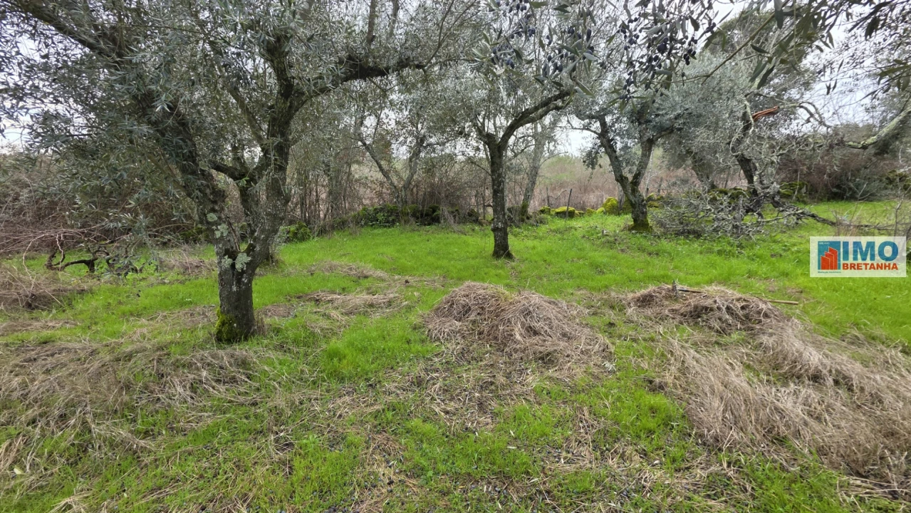 Terreno Agricola ou Rústico para Venda em Póvoa de Rio de Moinhos e Cafede Foto 11