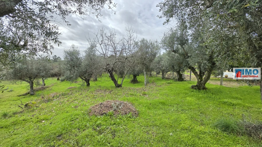 Terreno Agricola ou Rústico para Venda em Póvoa de Rio de Moinhos e Cafede Foto 6