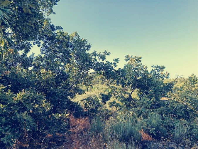 Terreno Agricola ou Rústico para Venda em Salvador Foto 13