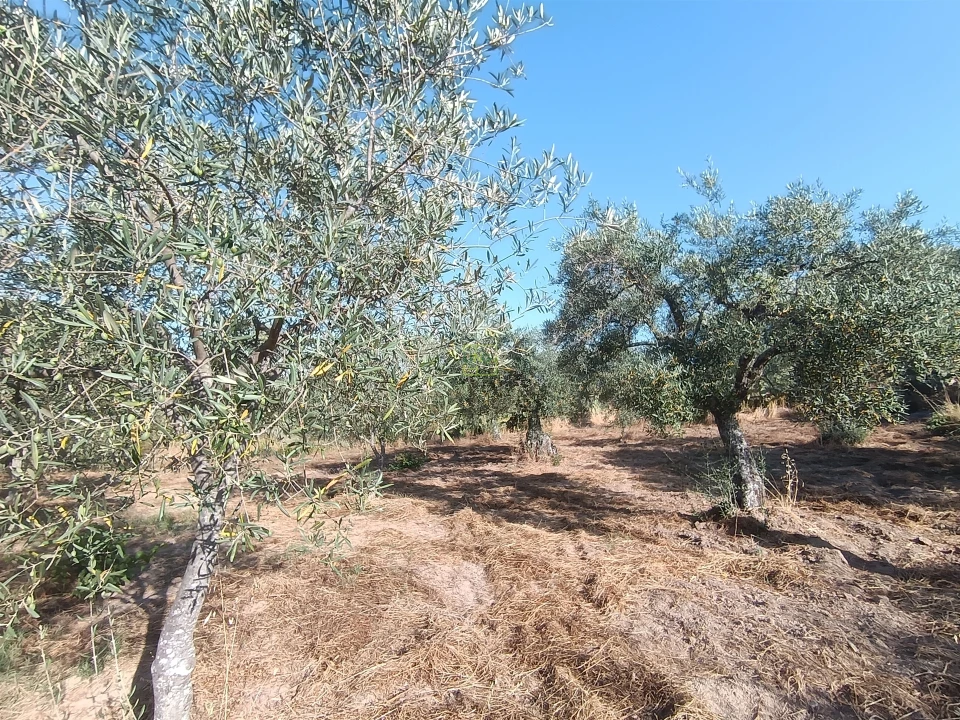 Terreno Agricola ou Rústico para Venda em Salvador Foto 3