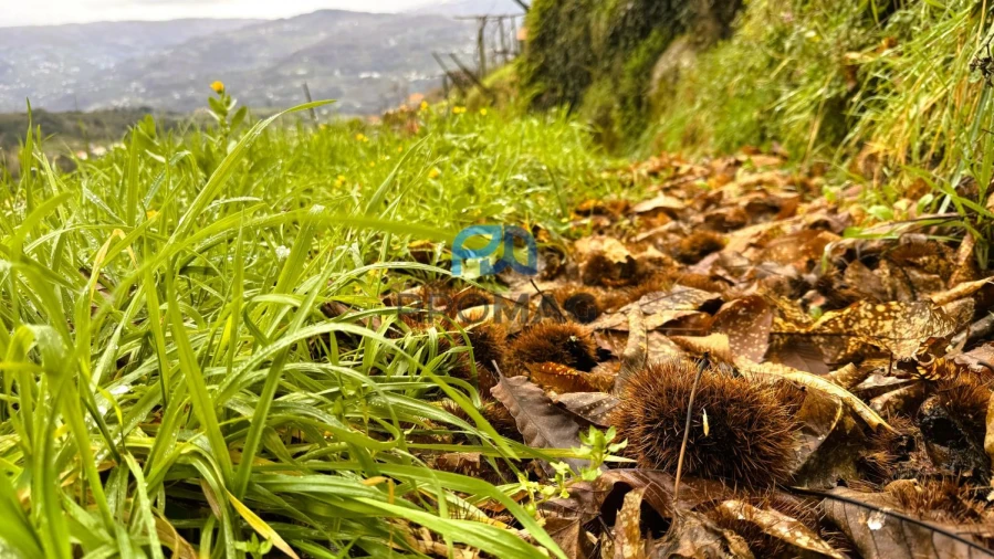 Quinta T4 para Venda em Santa Marinha do Zezere Foto 58