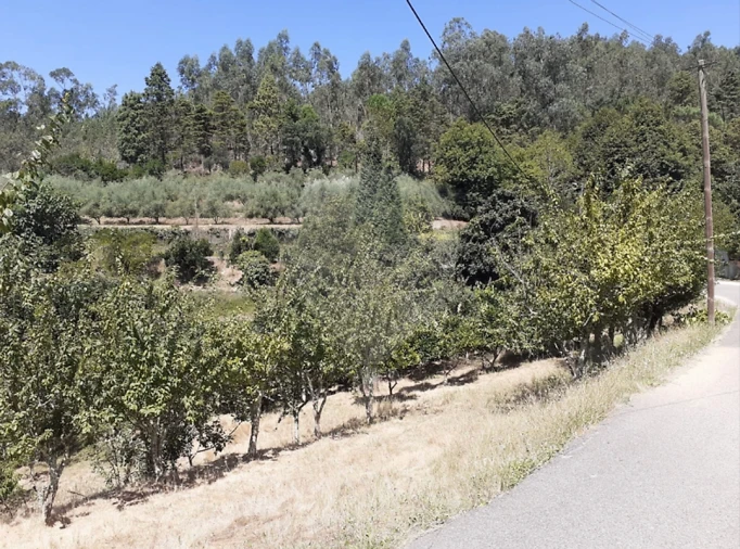 Terreno para Venda em Belazaima do Chão, Castanheira do Vouga e Agadão Foto 2