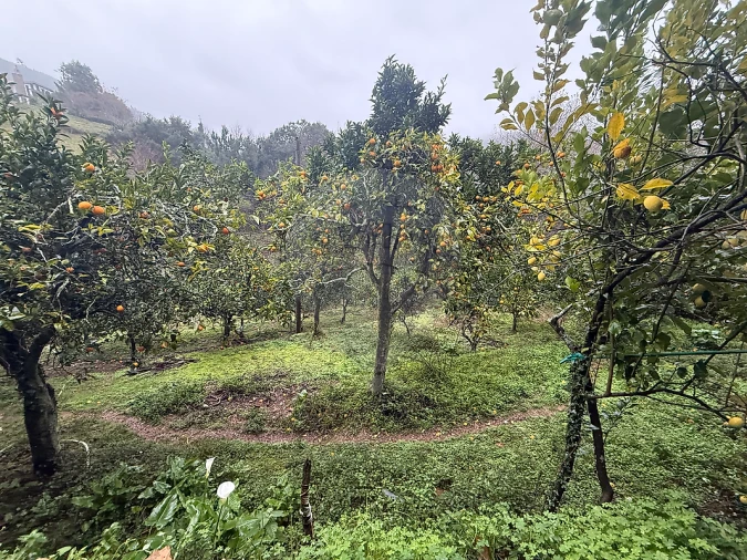 Terreno para Venda em Belazaima do Chão, Castanheira do Vouga e Agadão Foto 4
