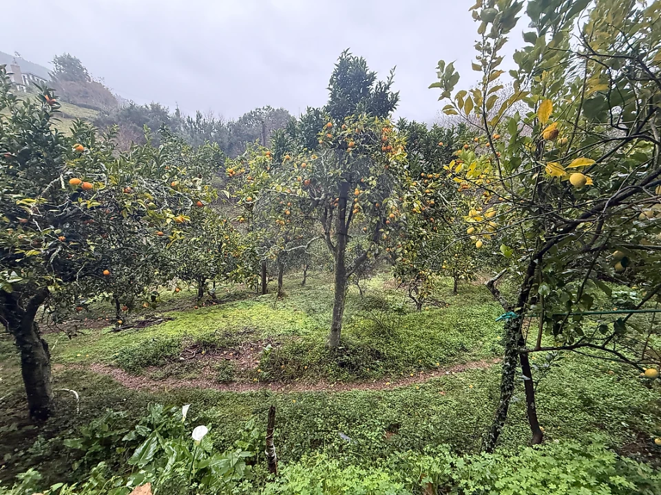 Terreno para Venda em Belazaima do Chão, Castanheira do Vouga e Agadão Foto 4