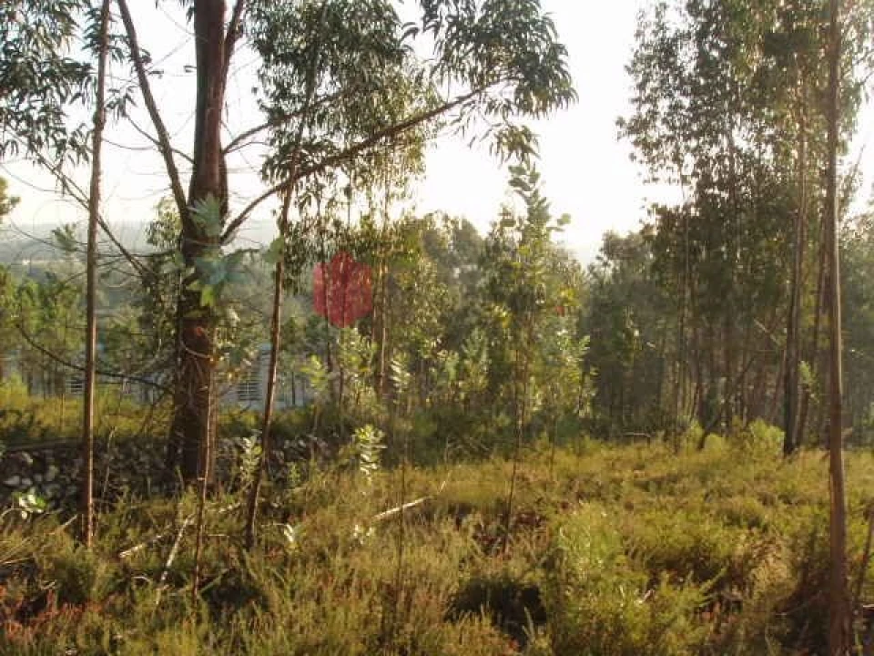 Terreno para Venda em Melres e Medas Foto 12