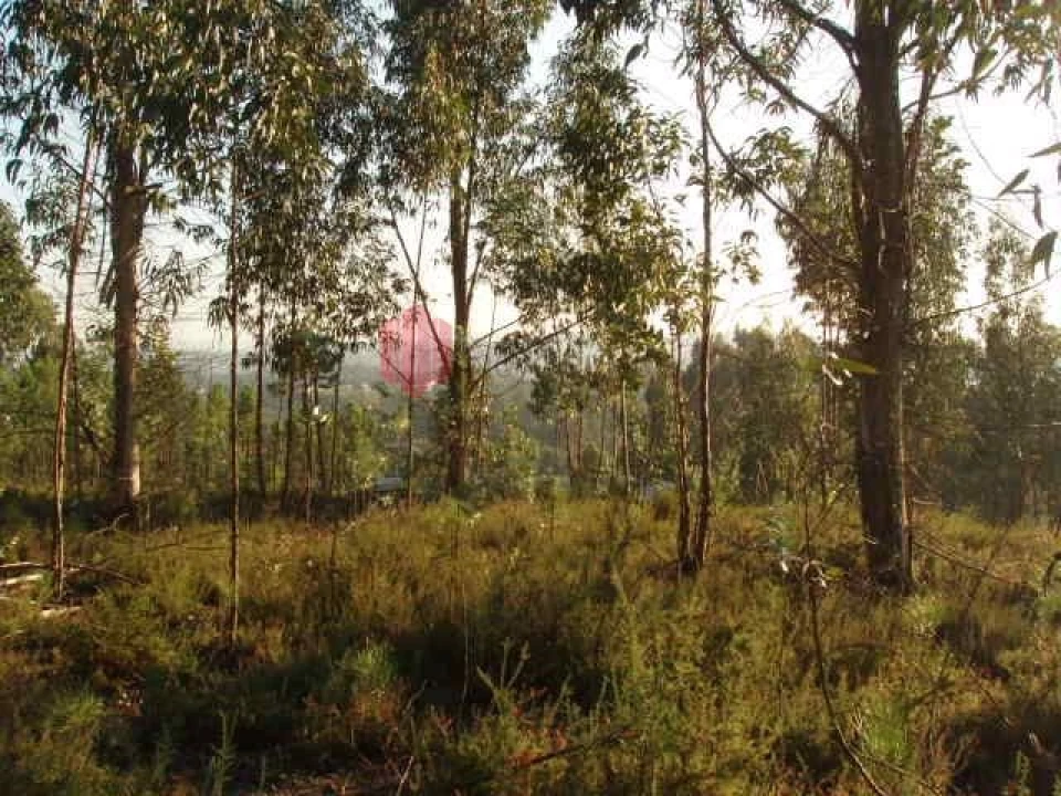 Terreno para Venda em Melres e Medas Foto 13