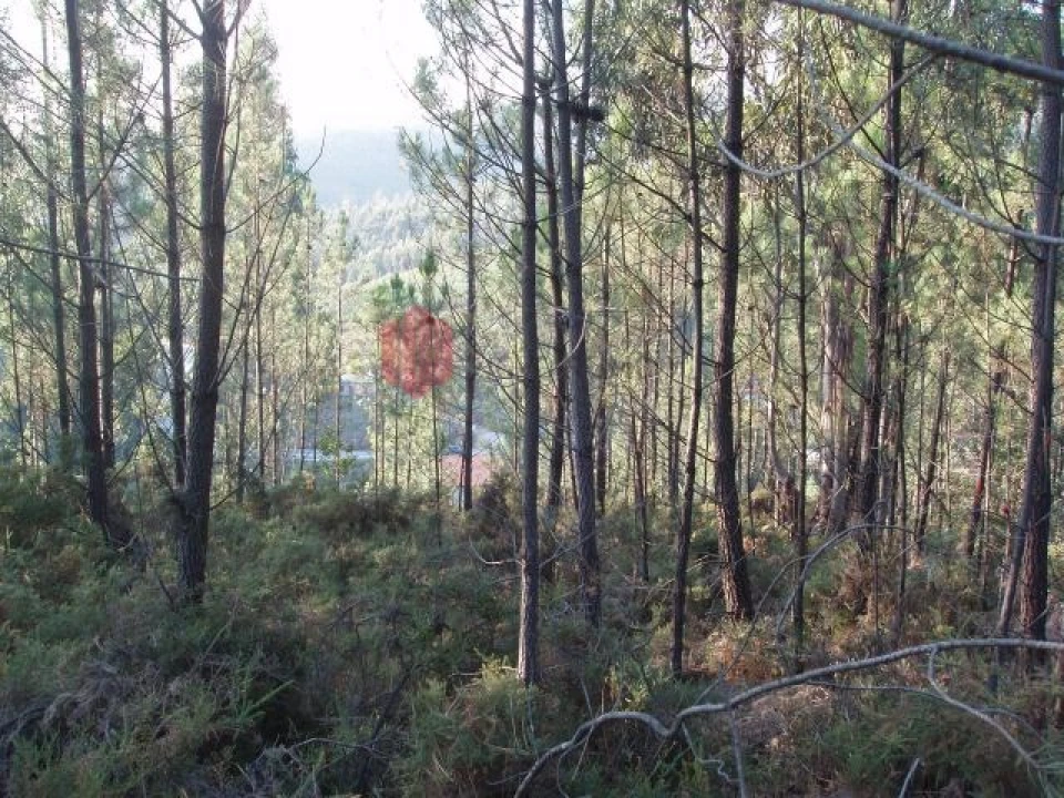 Terreno para Venda em Melres e Medas Foto 19