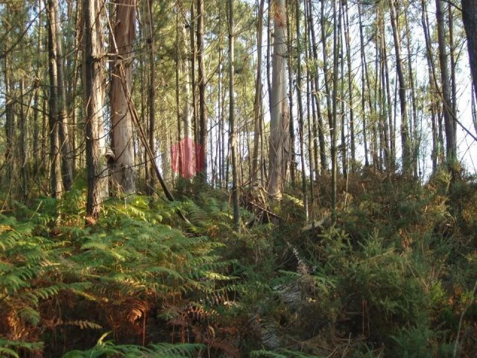 Terreno para Venda em Melres e Medas Foto 22