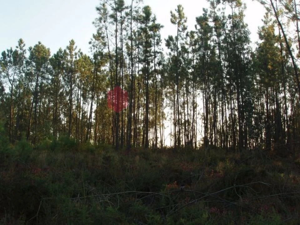 Terreno para Venda em Melres e Medas Foto 50