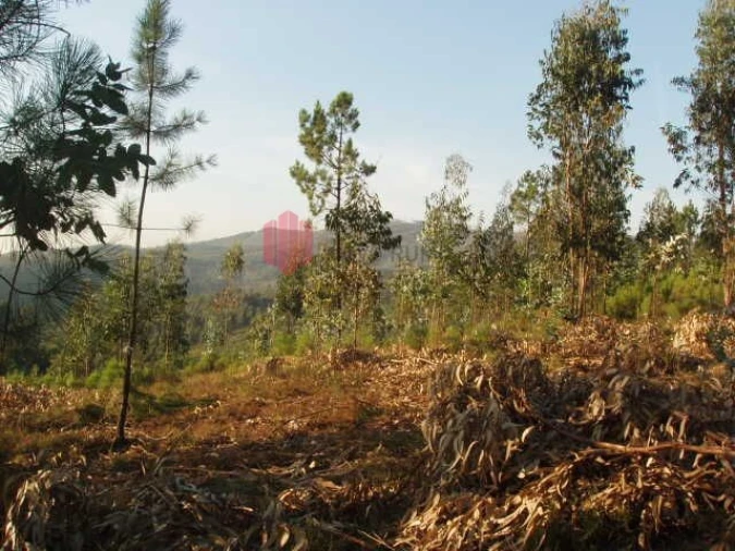 Terreno para Venda em Melres e Medas Foto 7