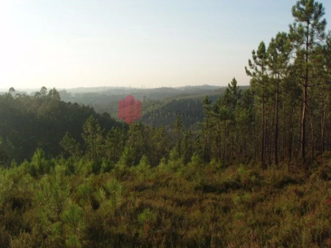 Terreno para Venda em Melres e Medas Foto 14