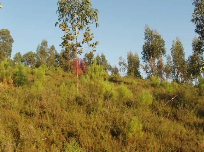 Terreno para Venda em Melres e Medas Foto 18