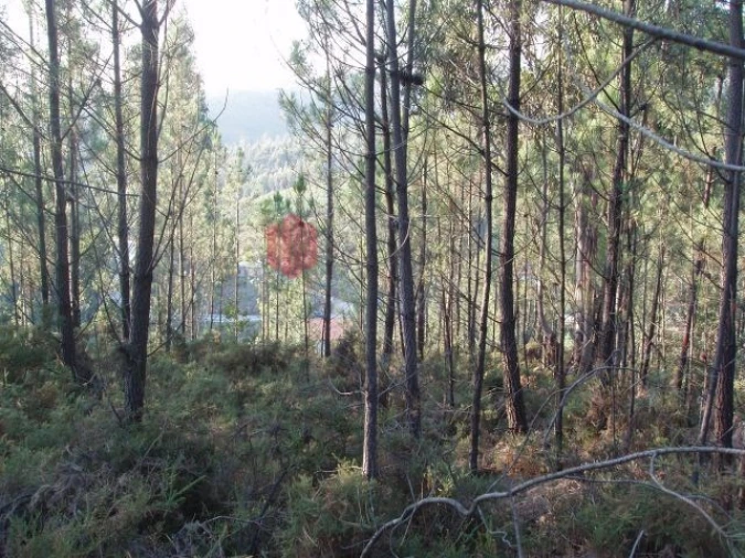 Terreno para Venda em Melres e Medas Foto 19