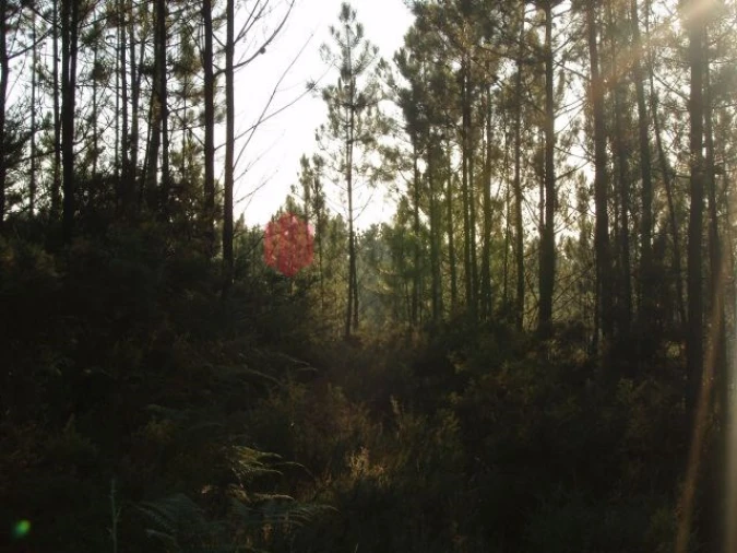 Terreno para Venda em Melres e Medas Foto 21