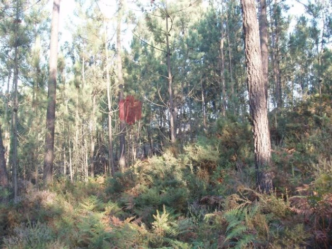 Terreno para Venda em Melres e Medas Foto 23