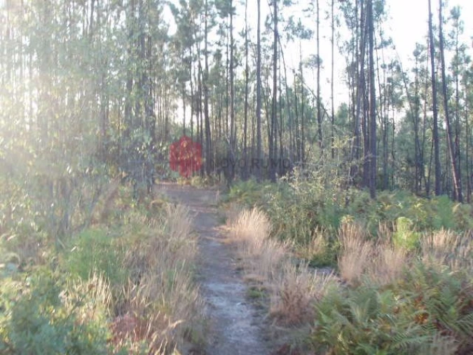 Terreno para Venda em Melres e Medas Foto 39