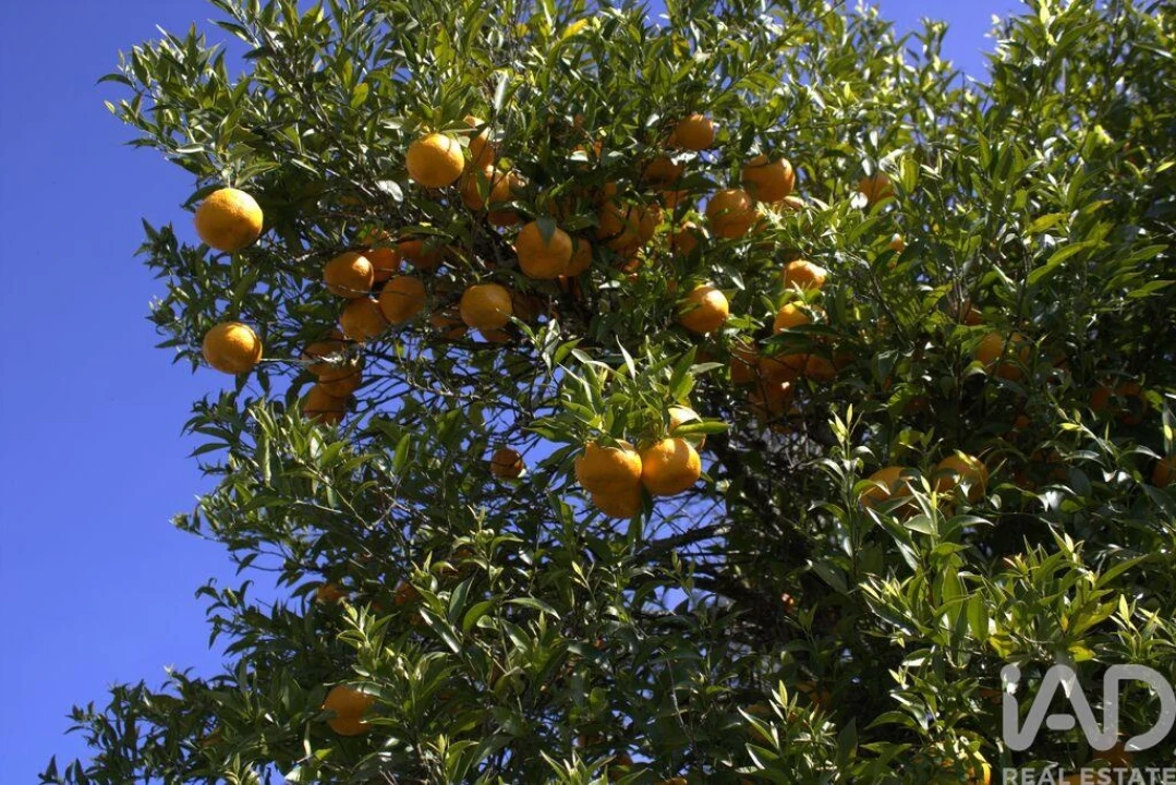 Moradia para Venda em Santa Comba Dão e Couto do Mosteiro Foto 27