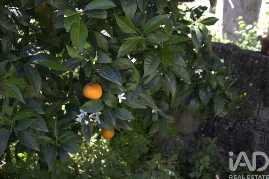 Moradia para Venda em Santa Comba Dão e Couto do Mosteiro Foto 26