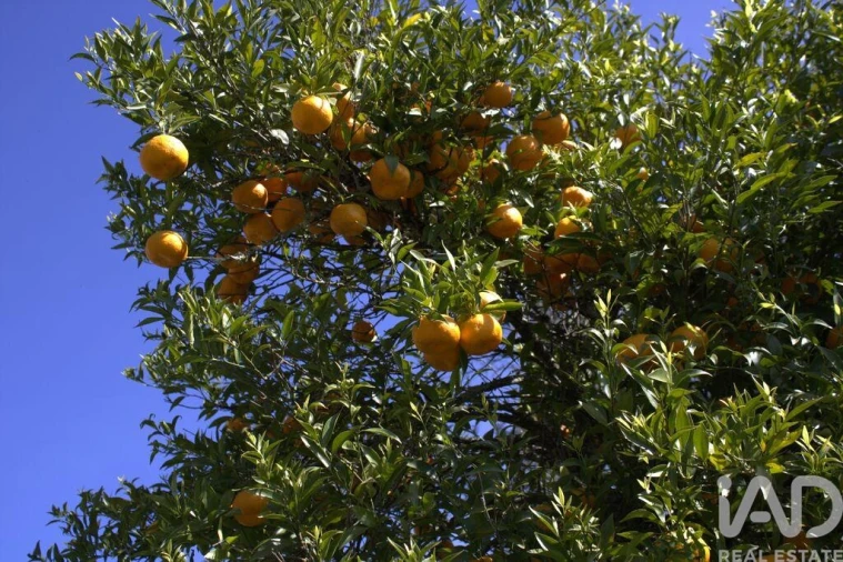 Moradia para Venda em Santa Comba Dão e Couto do Mosteiro Foto 27