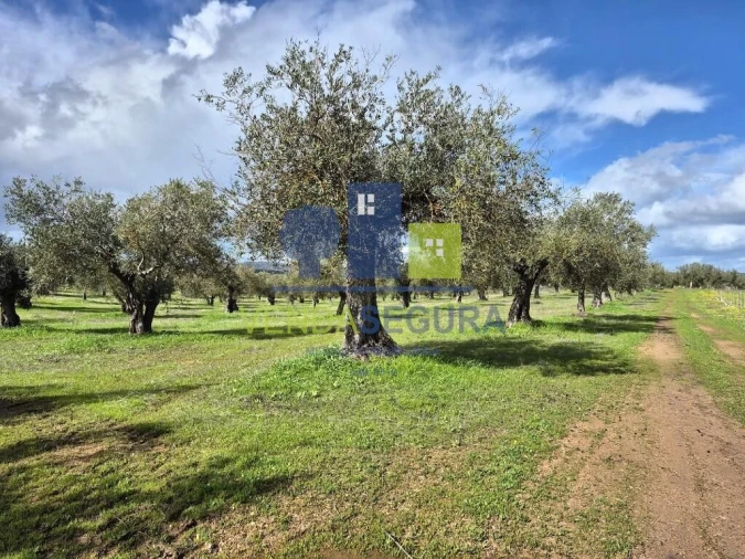 Terreno para Venda em Safara e Santo Aleixo da Restauração Foto 4