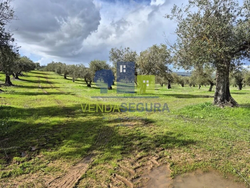 Terreno para Venda em Safara e Santo Aleixo da Restauração Foto 2