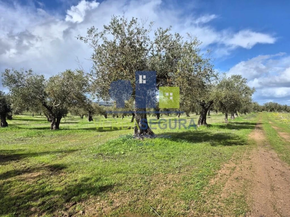 Terreno para Venda em Safara e Santo Aleixo da Restauração Foto 4