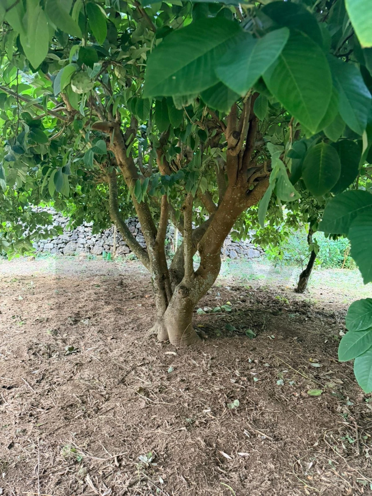 Moradia T4 para Venda em Ribeirinha Foto 13