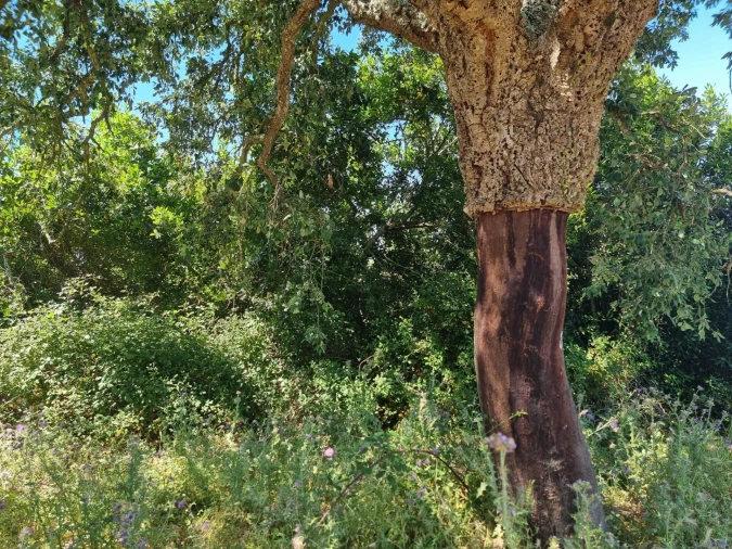Terreno para Venda em Santiago do Cacém, Santa Cruz e São Bartolomeu da Serra Foto 8