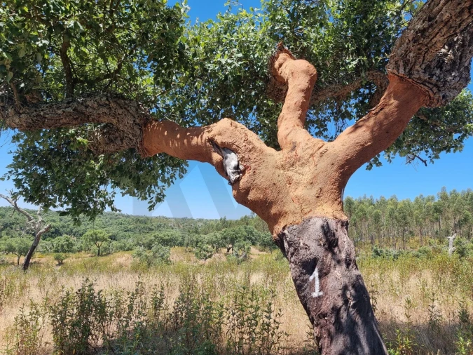 Terreno para Venda em Santiago do Cacém, Santa Cruz e São Bartolomeu da Serra Foto 11