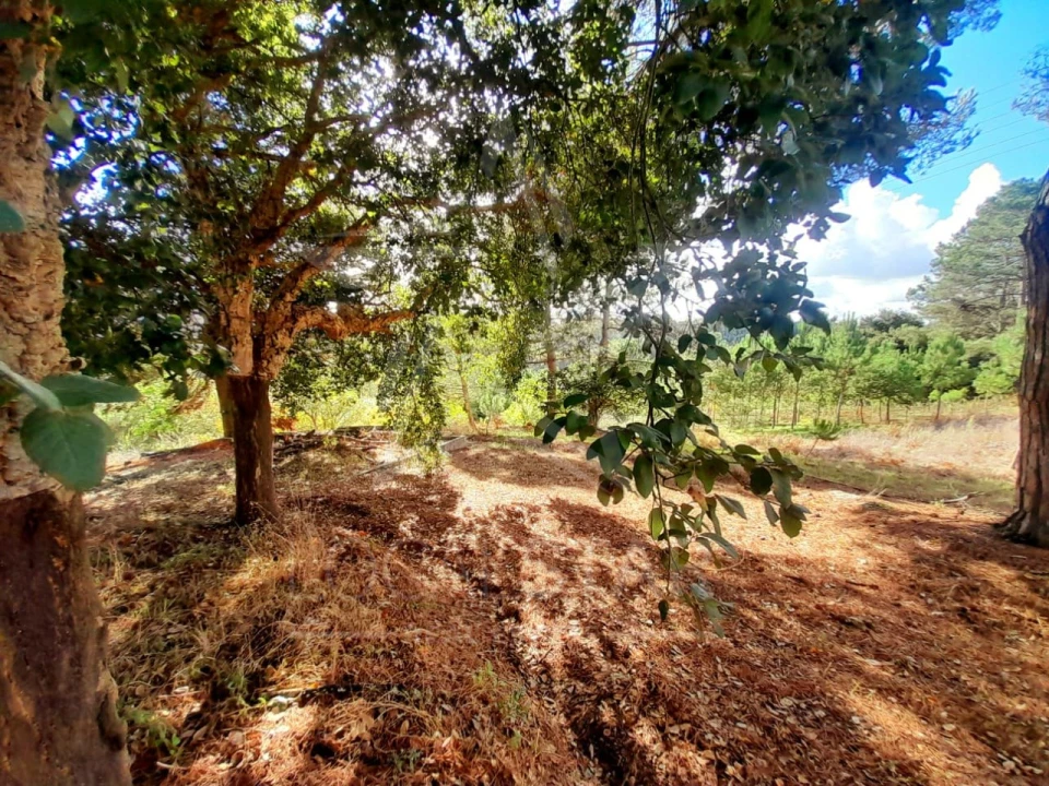 Terreno Misto para Venda em A dos Negros Foto 17