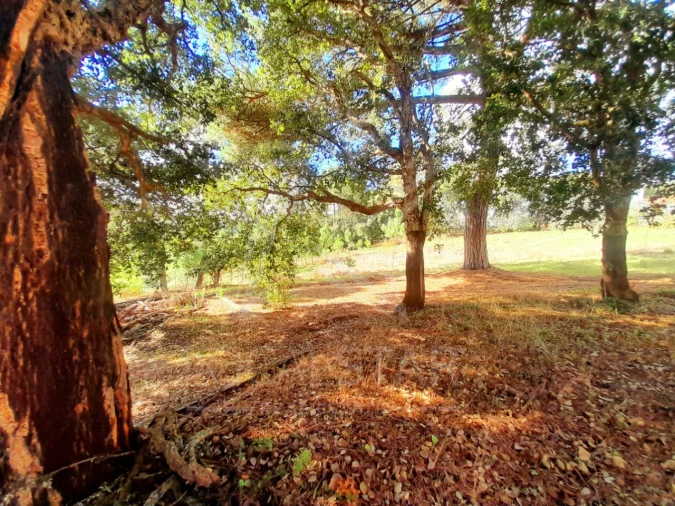 Terreno Misto para Venda em A dos Negros Foto 18