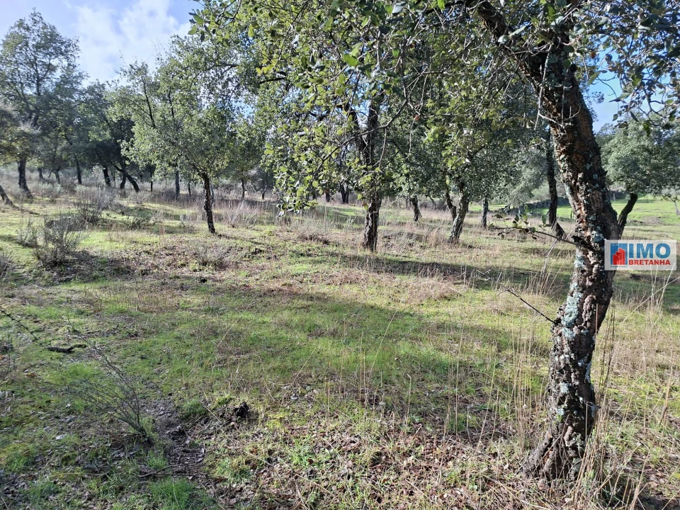 Moradia T2 para Venda em São Miguel de Acha Foto 18