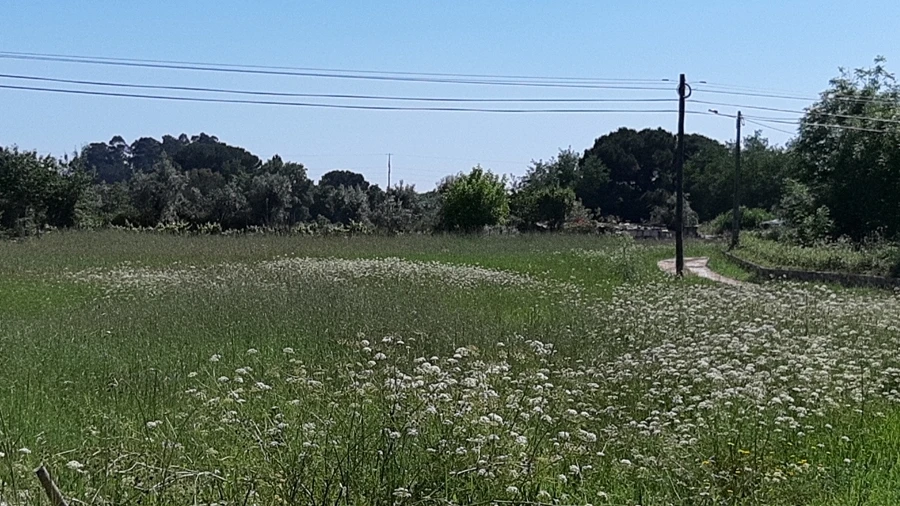 Terreno Agricola ou Rústico para Venda em Canas de Senhorim