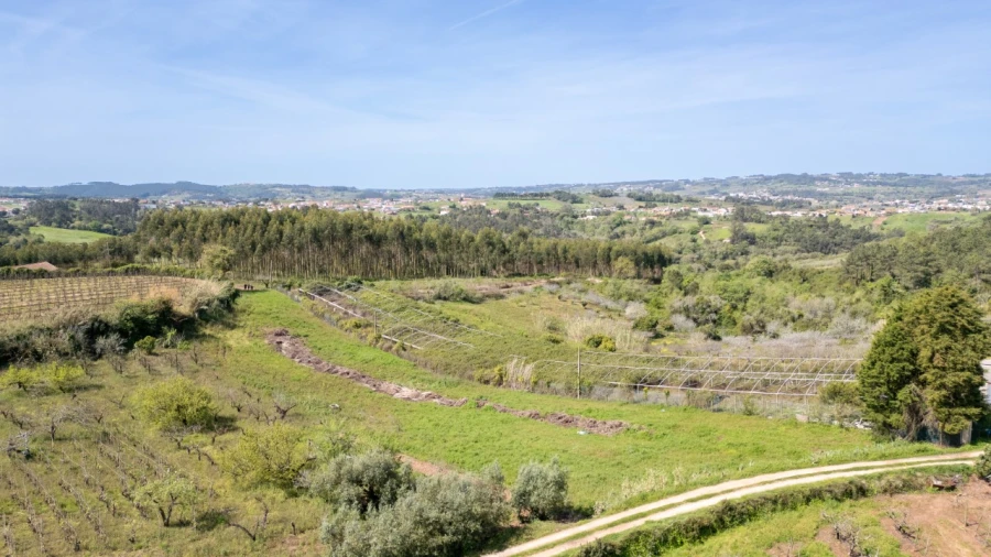 Terreno Agricola ou Rústico para Venda em Evora de Alcobaça Foto 4