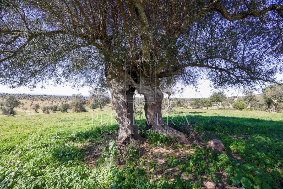 Quinta para Venda em Alter do Chão Foto 56